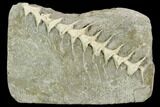 3.7" Archimedes Screw Bryozoan Fossil - Illinois - #130228-1